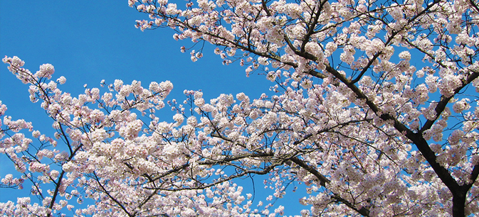 桜